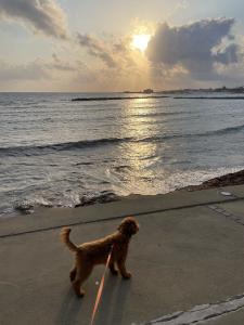 Paphos Promenade