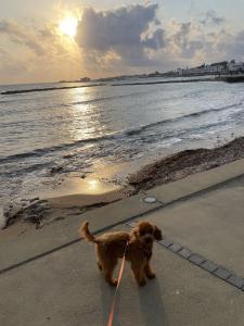 Paphos Promenade