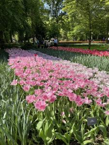 Keukenhof