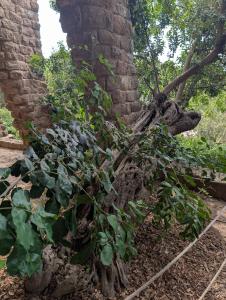 Park Guell