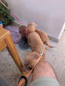 Brunch @ Obo Kitchen 01