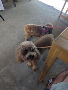 Brunch @ Obo Kitchen 08