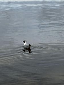 Around Jurmala 18