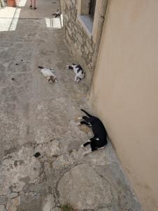 Erice 20